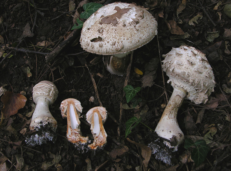 COLOR QUIZ.................